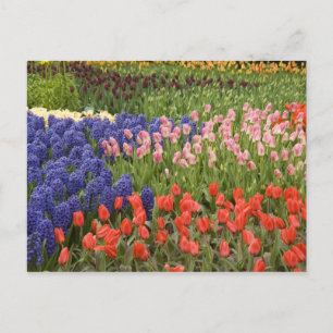 Netherlands aka Holland), Lisse. Keukenhof 8 Postcard