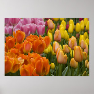 Netherlands aka Holland), Lisse. Keukenhof 9 Poster