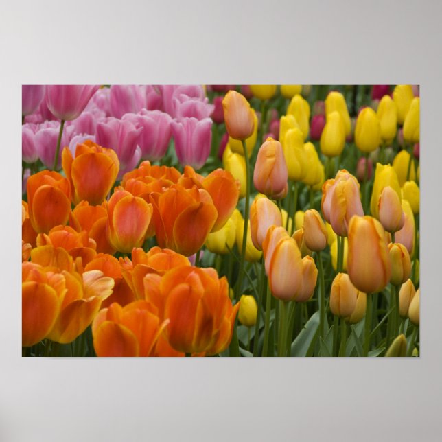 Netherlands aka Holland), Lisse. Keukenhof 9 Poster (Front)