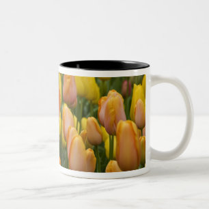 Netherlands aka Holland), Lisse. Keukenhof 9 Two-Tone Coffee Mug