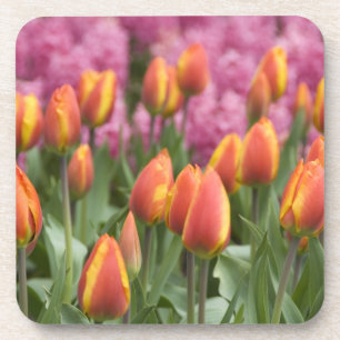 Netherlands (aka Holland), Lisse. Keukenhof Coaster