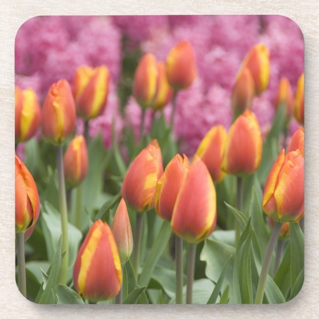 Netherlands (aka Holland), Lisse. Keukenhof Coaster (Front)