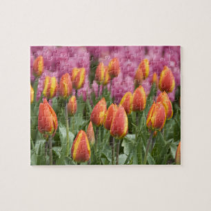 Netherlands (aka Holland), Lisse. Keukenhof Jigsaw Puzzle