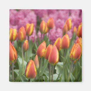 Netherlands (aka Holland), Lisse. Keukenhof Magnet