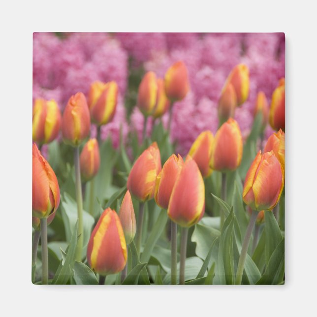 Netherlands (aka Holland), Lisse. Keukenhof Magnet (Front)