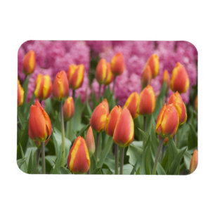 Netherlands (aka Holland), Lisse. Keukenhof Magnet