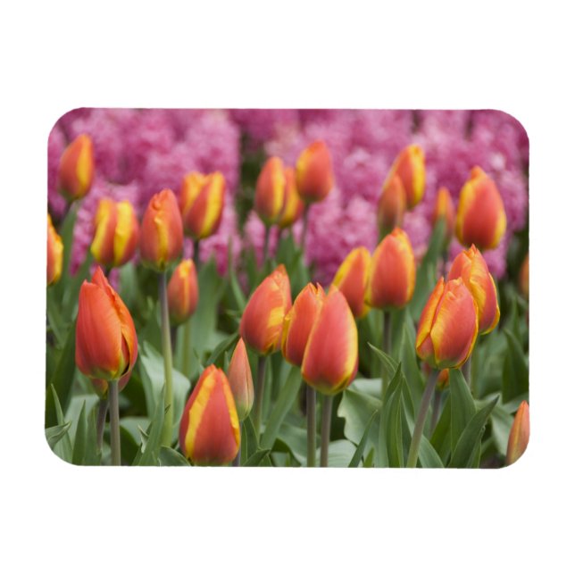 Netherlands (aka Holland), Lisse. Keukenhof Magnet (Horizontal)