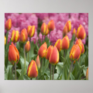 Netherlands (aka Holland), Lisse. Keukenhof Poster