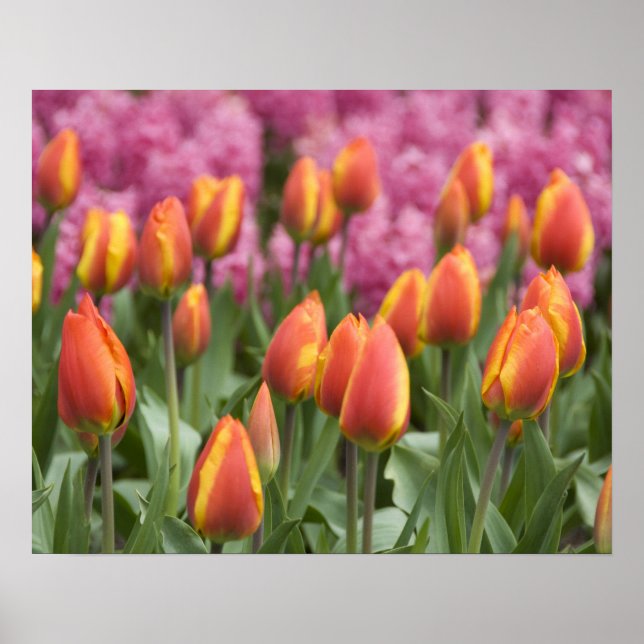 Netherlands (aka Holland), Lisse. Keukenhof Poster (Front)