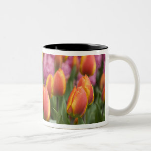 Netherlands (aka Holland), Lisse. Keukenhof Two-Tone Coffee Mug