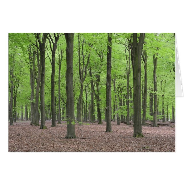 Netherlands Forest (Front Horizontal)