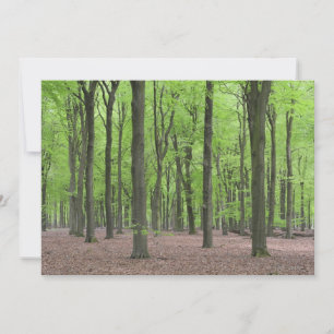 Netherlands Forest