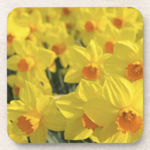 Netherlands, Holland, Lisse, Keukenhof Gardens, Coaster
