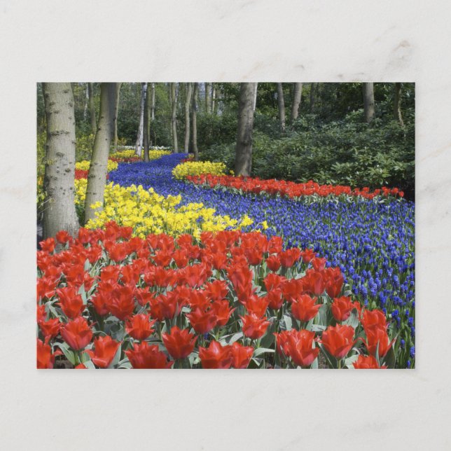 Netherlands, Holland, Lisse, Keukenhof Gardens Postcard (Front)