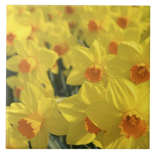 Netherlands, Holland, Lisse, Keukenhof Gardens, Tile (Front)