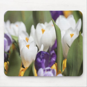 Netherlands, Keukenhoff Gardens, Tulips. Mouse Mat