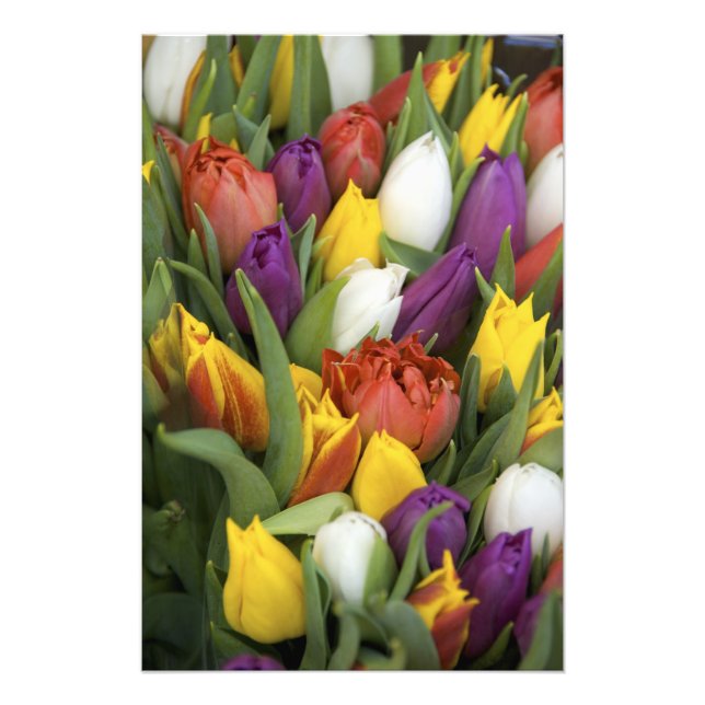 Netherlands, South Holland, Amsterdam Photo Print (Front)