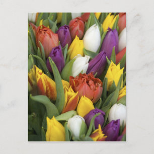 Netherlands, South Holland, Amsterdam Postcard