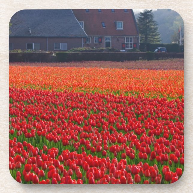 Netherlands: Tulip Field in Holland Coaster (Front)