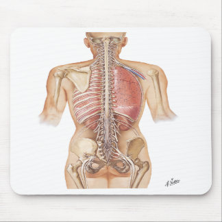 Netter Spine Mouse Pad