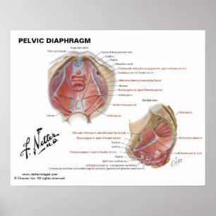 Netter's Pelvic Diaphragm - Labelled Chart