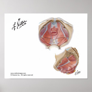 Netter's Pelvic Floor Poster