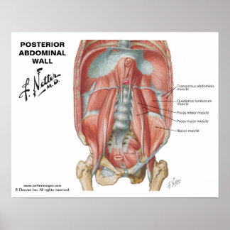Netter's Posterior Abdominal Wall - Labelled Chart