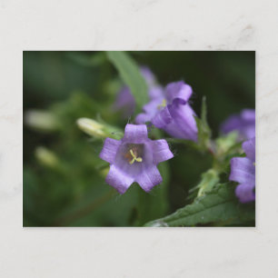Nettle-leaved Bellflower Postcard