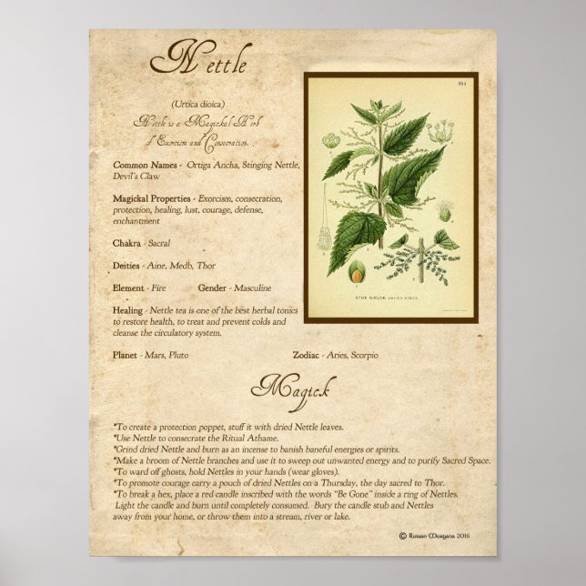 NETTLE MAGICK HERB POSTER (Front)