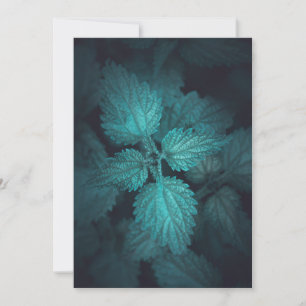 Nettle Nature Photo Holiday Card