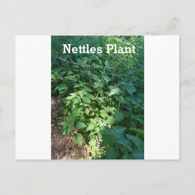 Nettles Plant Postcard (Front)