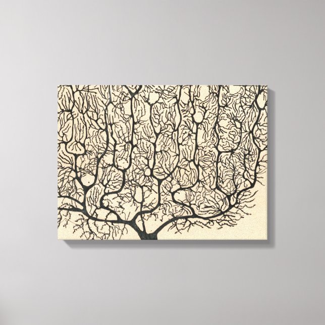 Neuron Drawing By Santiago Ramón Y Cajal Canvas Print (Front)