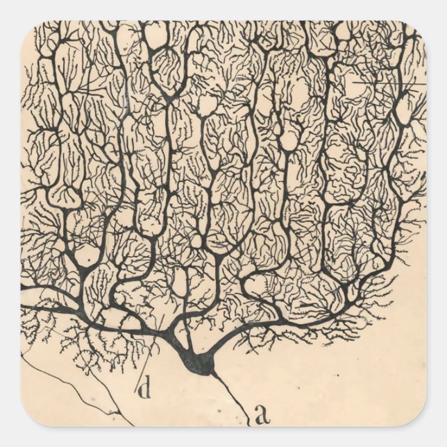 Neuron Drawing By Santiago Ramón Y Cajal Square Sticker (Front)