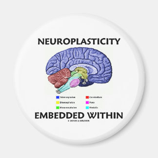 Neuroplasticity Embedded Within (Brain Anatomy) Magnet