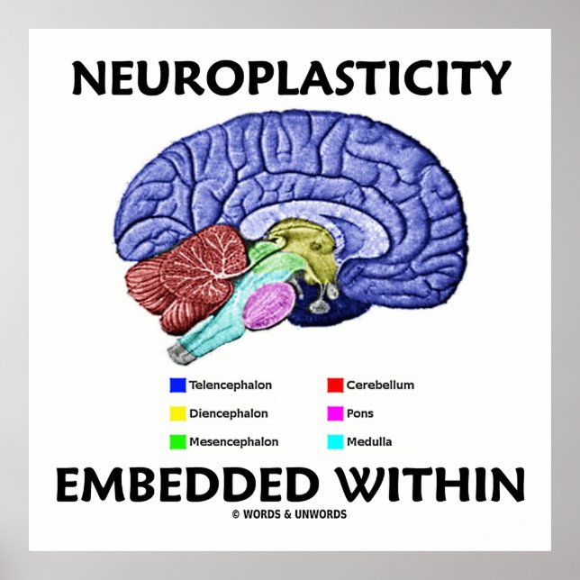 Neuroplasticity Embedded Within (Brain Anatomy) Poster (Front)
