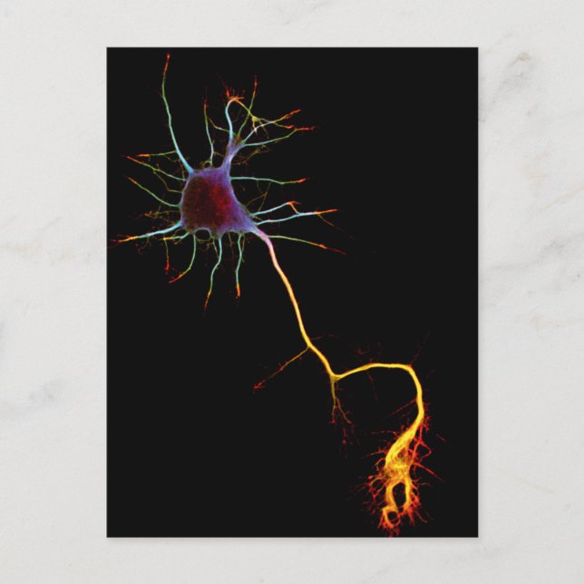 Neuroscience, neuron , science postcard (Front)