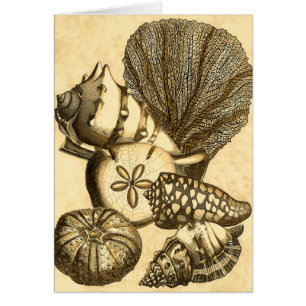 Neutral Shells and Coral Collection