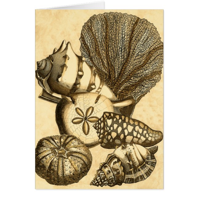 Neutral Shells and Coral Collection (Front)