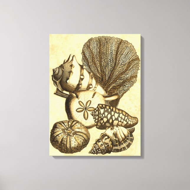 Neutral Shells and Coral Collection Canvas Print (Front)