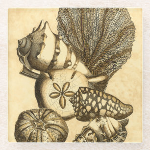 Neutral Shells and Coral Collection Glass Coaster