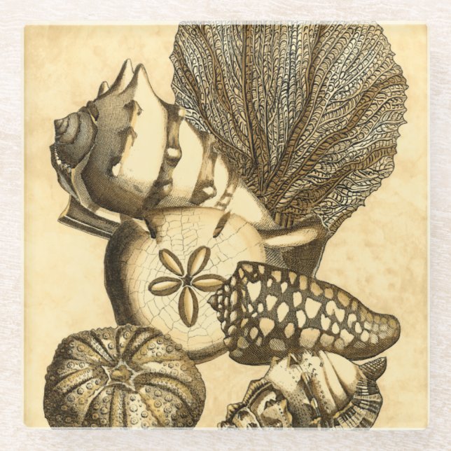 Neutral Shells and Coral Collection Glass Coaster (Front)