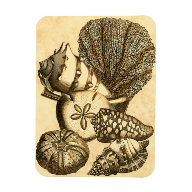 Neutral Shells and Coral Collection Magnet (Vertical)