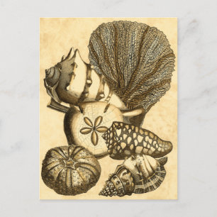 Neutral Shells and Coral Collection Postcard