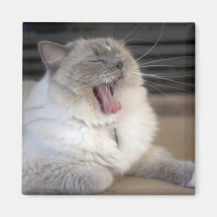 Neva Masquerade cat yawning Magnet