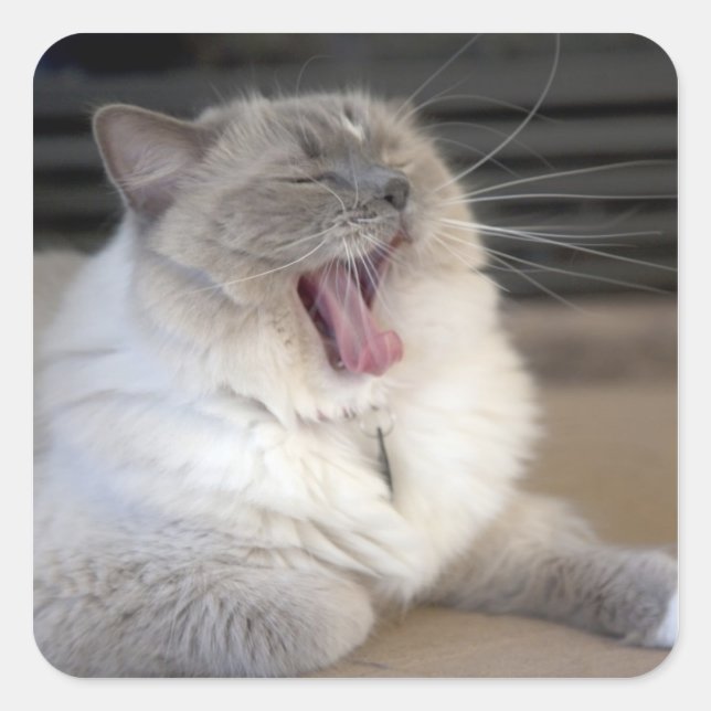 Neva Masquerade cat yawning Square Sticker (Front)