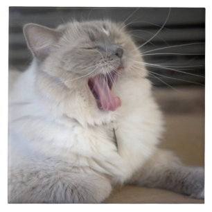 Neva Masquerade cat yawning Tile