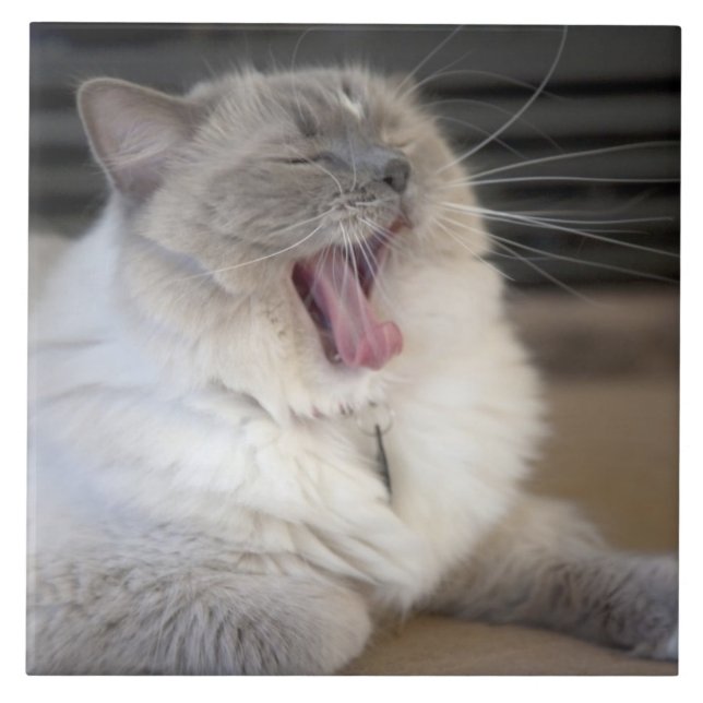 Neva Masquerade cat yawning Tile (Front)