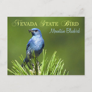 Nevada State Bird - Mountain Bluebird Postcard