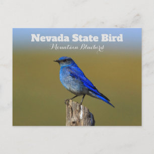 Nevada State Bird Postcard