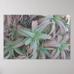 Nevada succulents poster